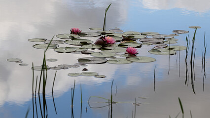 Reflection of Waterlilies