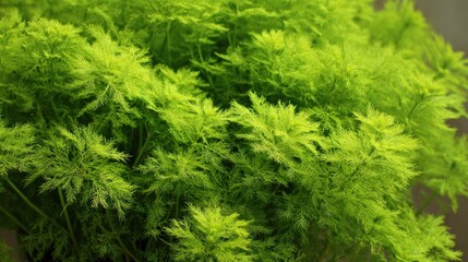 Vibrant Green Asparagopsis Taxiformis: A Close-Up of Lush Foliage
