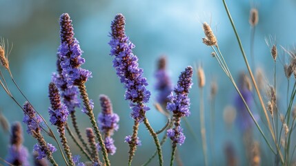 Obraz premium Serene Lavender Meadow at Sunset