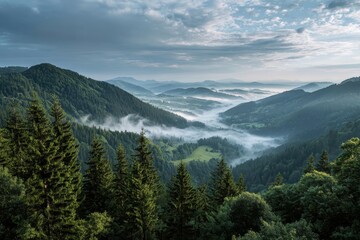 Rolling hills covered in dense forest with mist filled valleys under cloudy sky