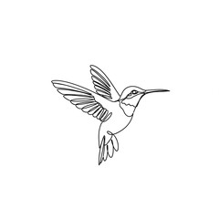 Obraz premium hummingbird vector illustration