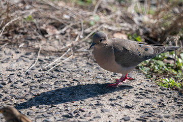 bird on the ground