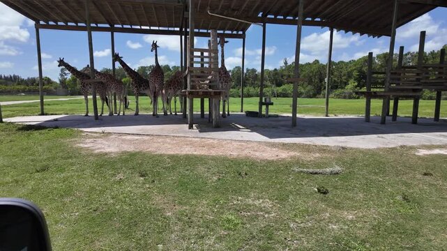 herd of giraffes at a Florida drive-thru zoo; Giraffes cool off in the South Florida shade