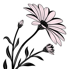 black and white african daisy pink