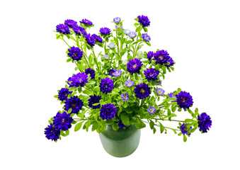 Blue Purple Daisies