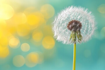 Fototapeta premium Close-up of dandelion seed head against a soft, teal and yellow bokeh background