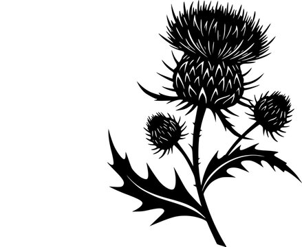 Thistle Flower Illustration Black Silhouette of Scottish Thistle with Leaves and Stem
