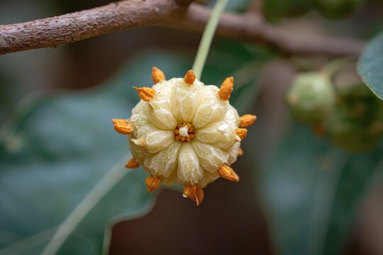 Close up of Kachri blossom
