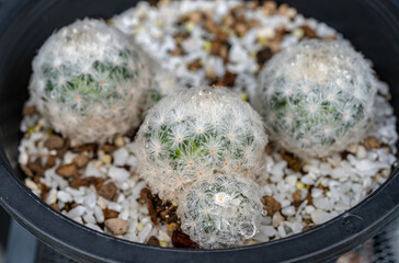 A pot of Mammillaria Plumosa cactus. Mammillaria are popular to grow as houseplants. Mammillaria plumosa (feather cactus) is a species of flowering plant in the family Cactaceae, native to Mexico.