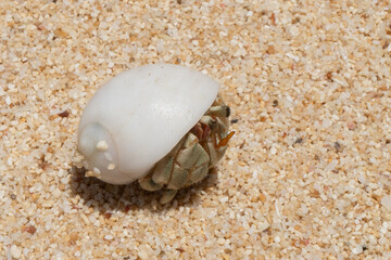 沖縄のビーチを歩くオカヤドカリ