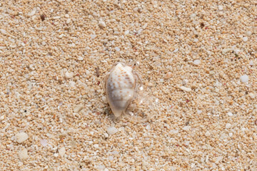 沖縄の海辺のオカヤドカリ