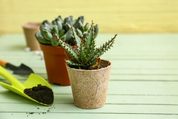 Composition with aloe vera and tools for transplanting on wooden background
