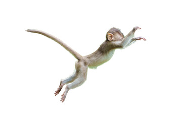Single Monkey or Macaca jumping in a flying position. It leaping floats in the air with shock. Isolated on white background with clipping path and transparent