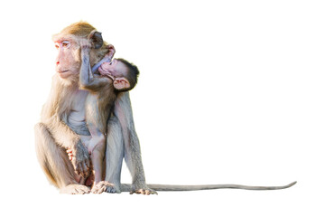 Macaca, baby monkey snuggled up in her mother's arms, in forest shows love, care, is not far from her body, look warm, grateful, happy. Isolated on white background with clipping path and transparent.