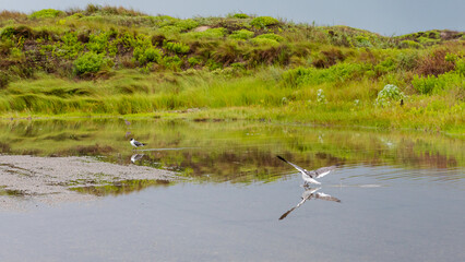 Seagulls Reflected in Coastal Lagoon  Mustang Island State Park, Texas