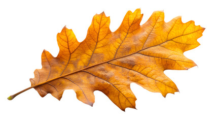 A single, detailed oak leaf in vibrant autumn colors, isolated on a white background