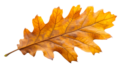 A single, detailed oak leaf in vibrant autumn colors, isolated on a white background