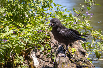 American Crow Standing on Log by Water and Wildflowers at Whitaker Ponds, Portland