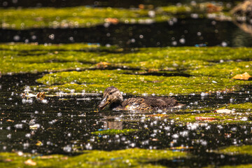 Duck Swimming Through Algae-Covered Pond at Whitaker Ponds Nature Park, Portland, Oregon