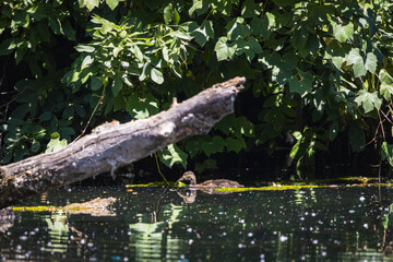 Duck in Shade Under Vegetation at Whitaker Ponds Nature Park, Portland, Oregon