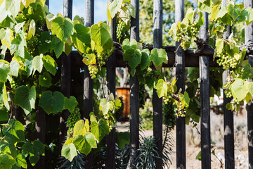 Fototapeta premium Close up of green grapes hanging on a vineyard fence