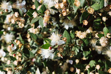 Close up background of white flowers in the garden