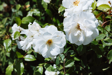 Close up background of white rose Sally Holmes flowers