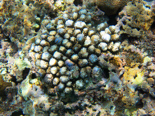 under the sea