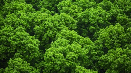 Dense canopy of lush green foliage from above showing textured tree tops