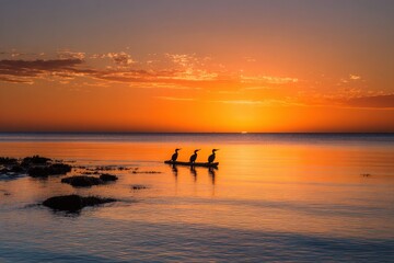 Cormorants angling at dusk on Davey Bat beach in Mount Eliza