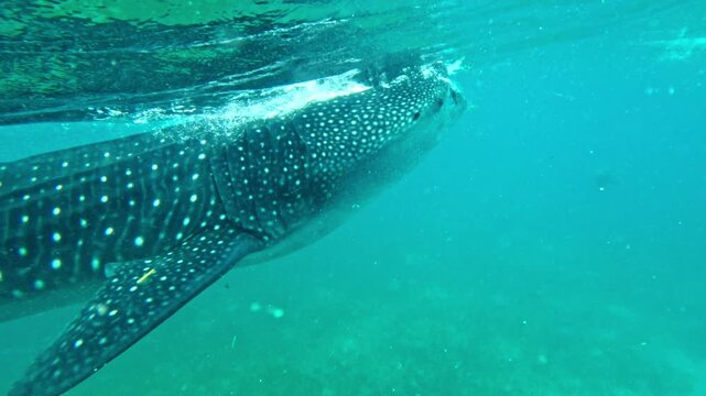 Whale shark accompanied by remora fish in the blue tropical waters of Oslob, Cebu Whale shark swimming with remora fish in Oslob, Cebu, Philippines