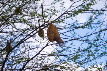 Weaver's nests on the tree      