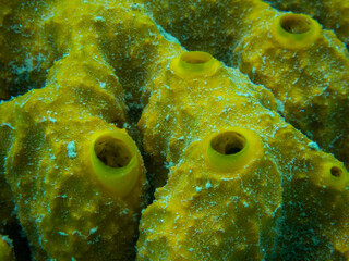 coral