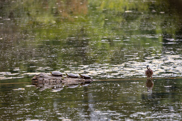 Painted Turtles and Mallard Duck on Log at Whitaker Ponds Nature Park in Portland Oregon