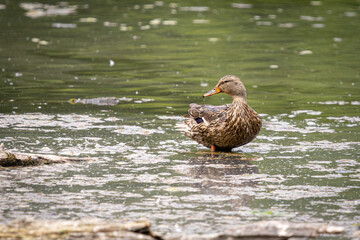 Female Mallard Duck Standing in Shallow Water at Whitaker Ponds Nature Park in Portland Oregon