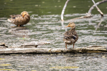 Two Female Mallard Ducks Standing and Preening on a Log at Whitaker Ponds Nature Park in Portland Oregon

