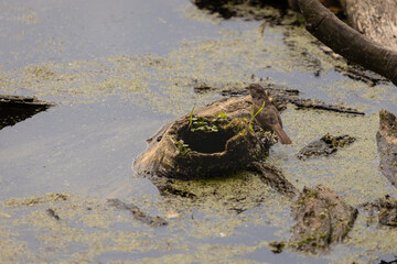 A Song Sparrow on a small mossy log in the water at Oaks Bottom Wildlife Refuge in Portland Oregon