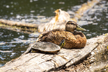 A Painted Turtle staring up at a female Mallard Duck resting next to it on a log at Whitaker Ponds Nature Park in Portland Oregon
