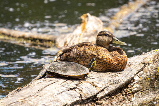 A Painted Turtle staring up at a female Mallard Duck resting next to it on a log at Whitaker Ponds Nature Park in Portland Oregon