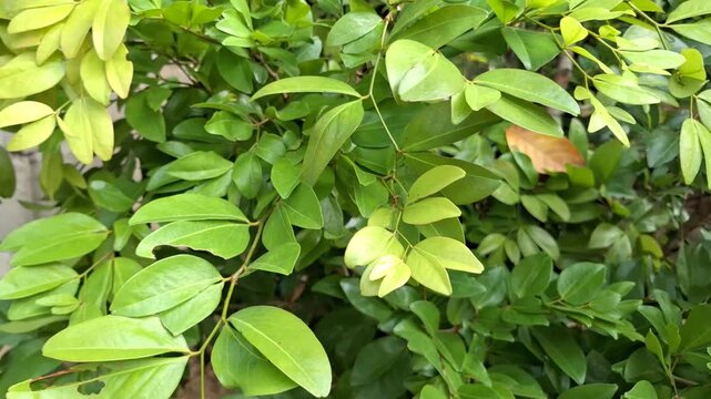 Fresh Green Leaves of Nam Nam Tree (Cynometra cauliflora)