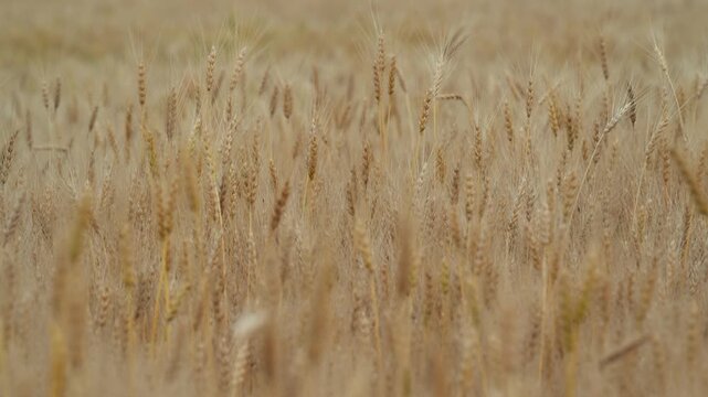 A mature bread wheat field blowing in a light wind. Clip with a narrow field of focus
