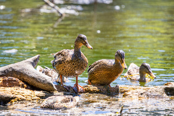 Two female Mallard Ducks climbing onto a log at Whitaker Ponds Nature Park in Portland Oregon