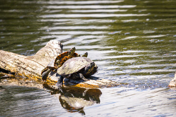 A group of Painted Turtles on a log at Whitaker Ponds Nature Park in Portland Oregon