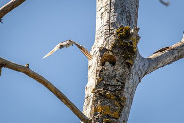 Tree Swallows in Flight Around Nesting Cavity in Dead Tree at Whitaker Ponds