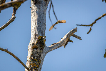 Tree Swallows in Flight Around Nesting Cavity in Dead Tree at Whitaker Ponds