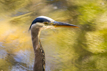 Close-Up of Great Blue Heron Head and Neck at Whitaker Ponds in Portland Oregon