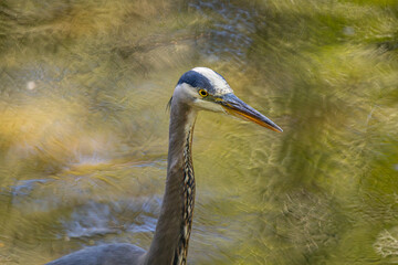 Close-Up of Great Blue Heron Head and Neck at Whitaker Ponds in Portland Oregon