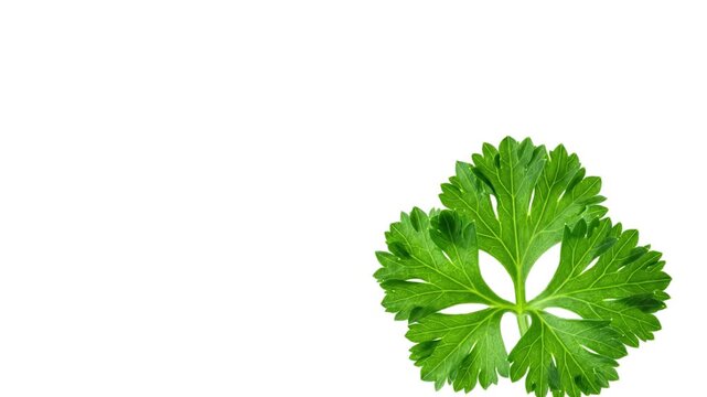 green parsley leaves isolated on white