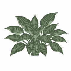 Detailed Illustration of Lush Green Hosta Plant with Veined Leaves