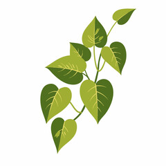 Vibrant Heart-Shaped Leaves on a Twining Stem